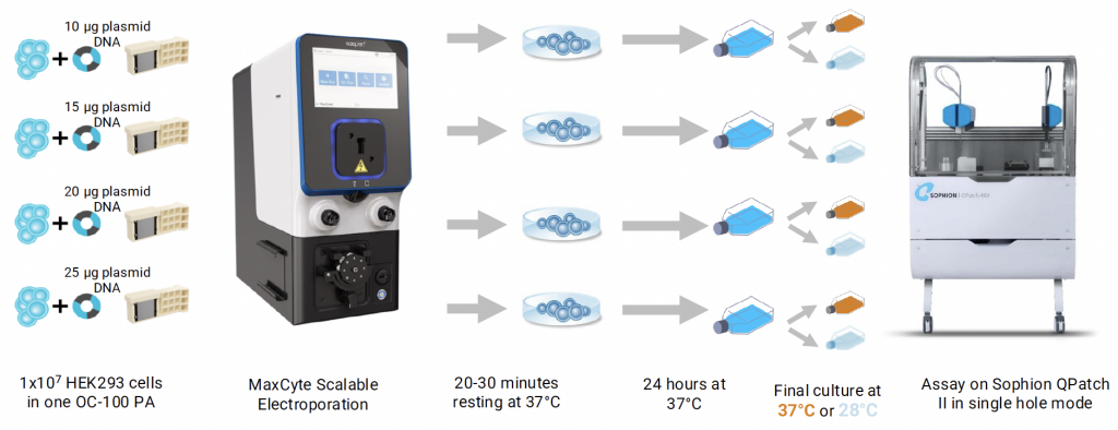 Illustrated workflow outlines MaxCyte's scalable electroporation of HEK293 cells with varying plasmid DNA amounts, followed by resting, culturing, and final assay on Sophion QPatch II.